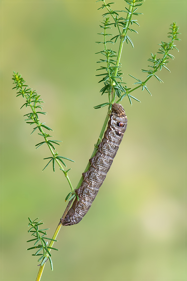 Raupe des Kleinen Weinschwärmers