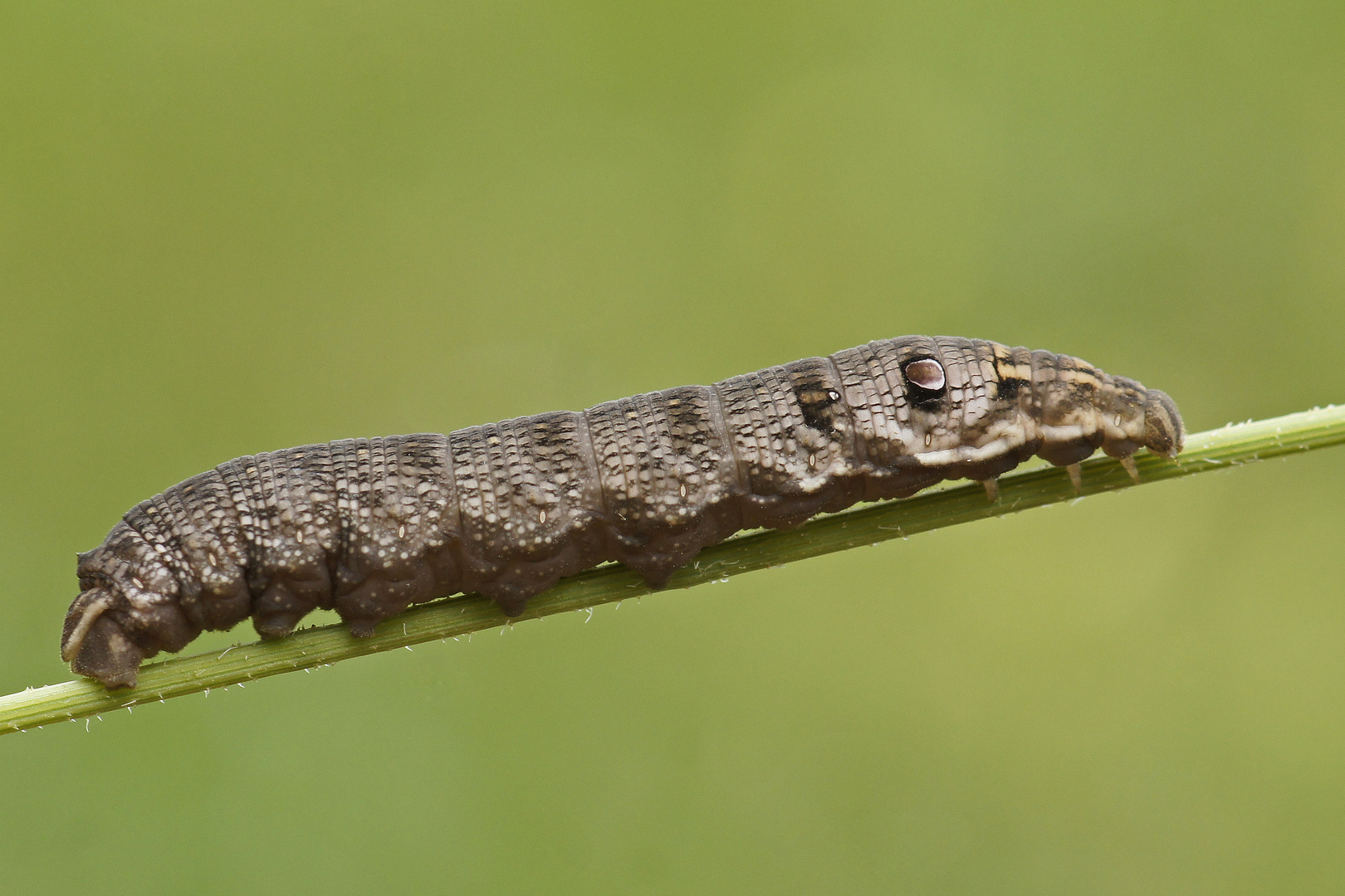 Raupe des Kleinen Weinschwärmers (Deilephila porcellus)