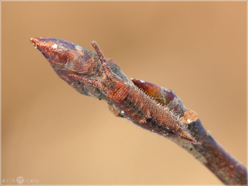 Raupe des Kleiner Schillerfalter - Apatura ilia