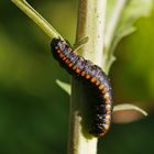 Raupe des Kräuter-Mönch (Cucullia lucifuga)