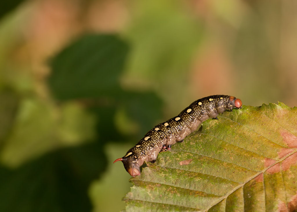 Raupe des Labkrautschwärmer