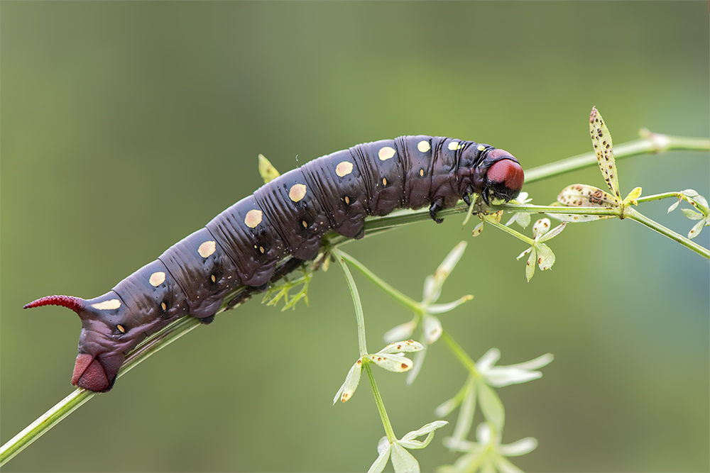 Raupe des Labkrautschwärmers