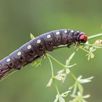 Raupe des Labkrautschwärmers