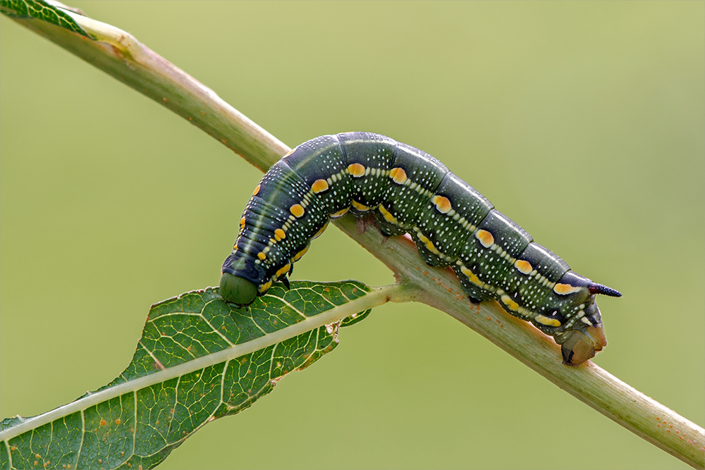 Raupe des Labkrautschwärmers