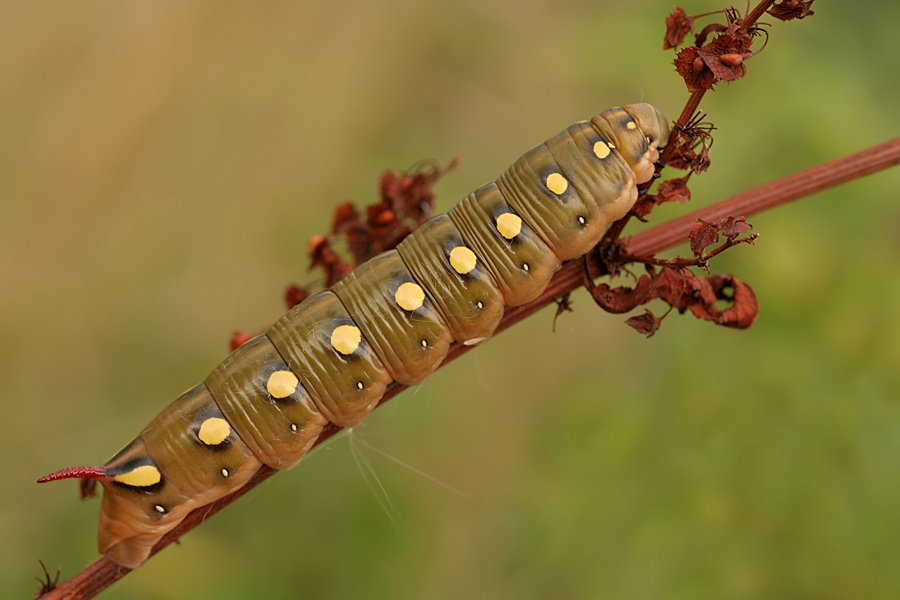 Raupe des Labkrautschwärmers