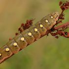 Raupe des Labkrautschwärmers