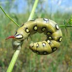 Raupe des Labkrautschwärmers (Celerio gallii)