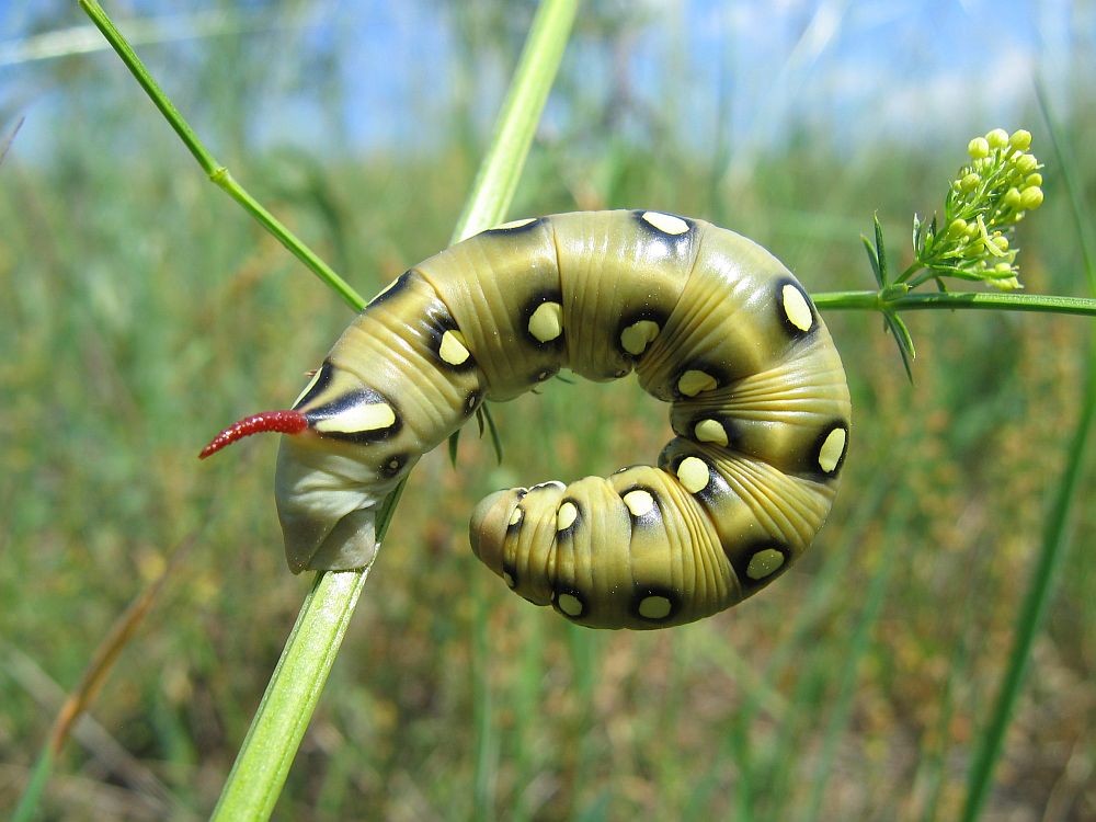 Raupe des Labkrautschwärmers (Celerio gallii)