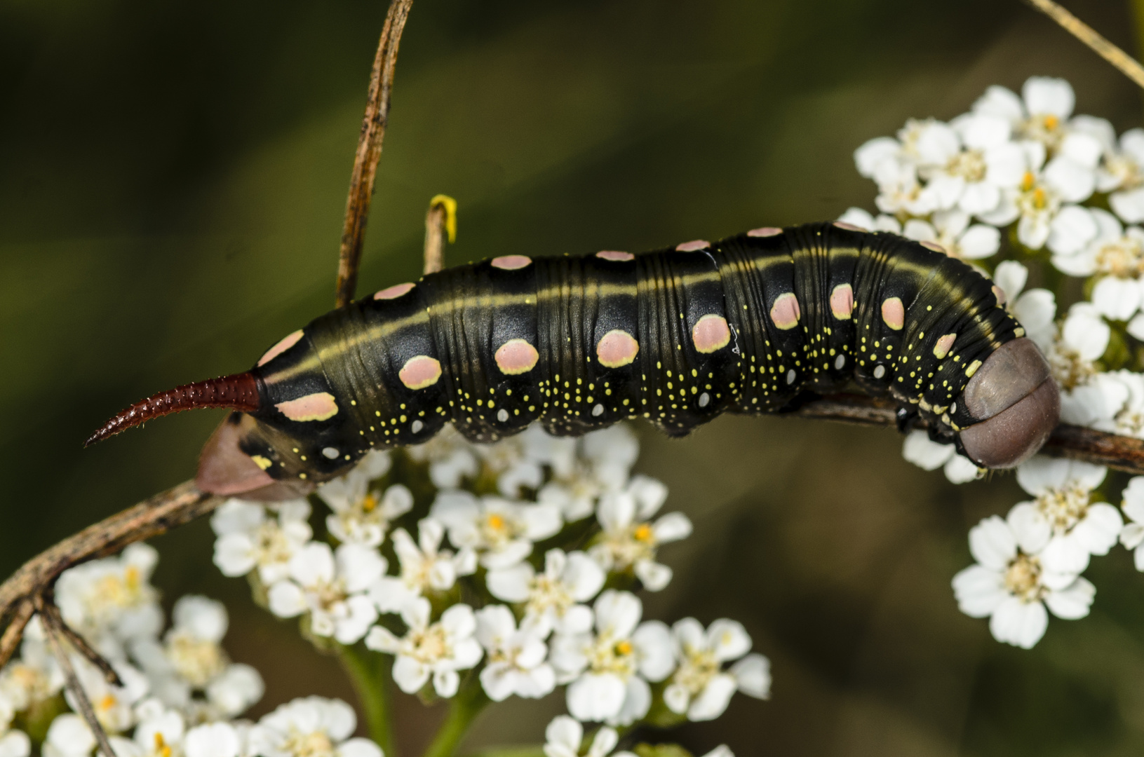 Raupe des labkrautschwärmes (hyles galii)