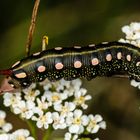 Raupe des labkrautschwärmes (hyles galii)