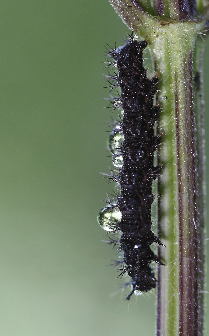 Raupe des Landkärtchen