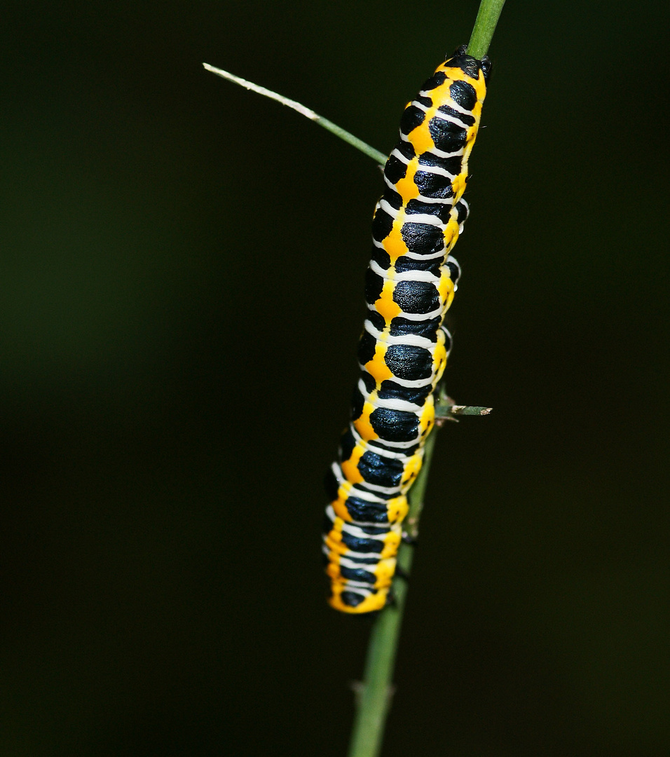 Raupe des Lattich-Mönches (Cucullia lactucae),3