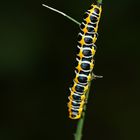 Raupe des Lattich-Mönches (Cucullia lactucae),3