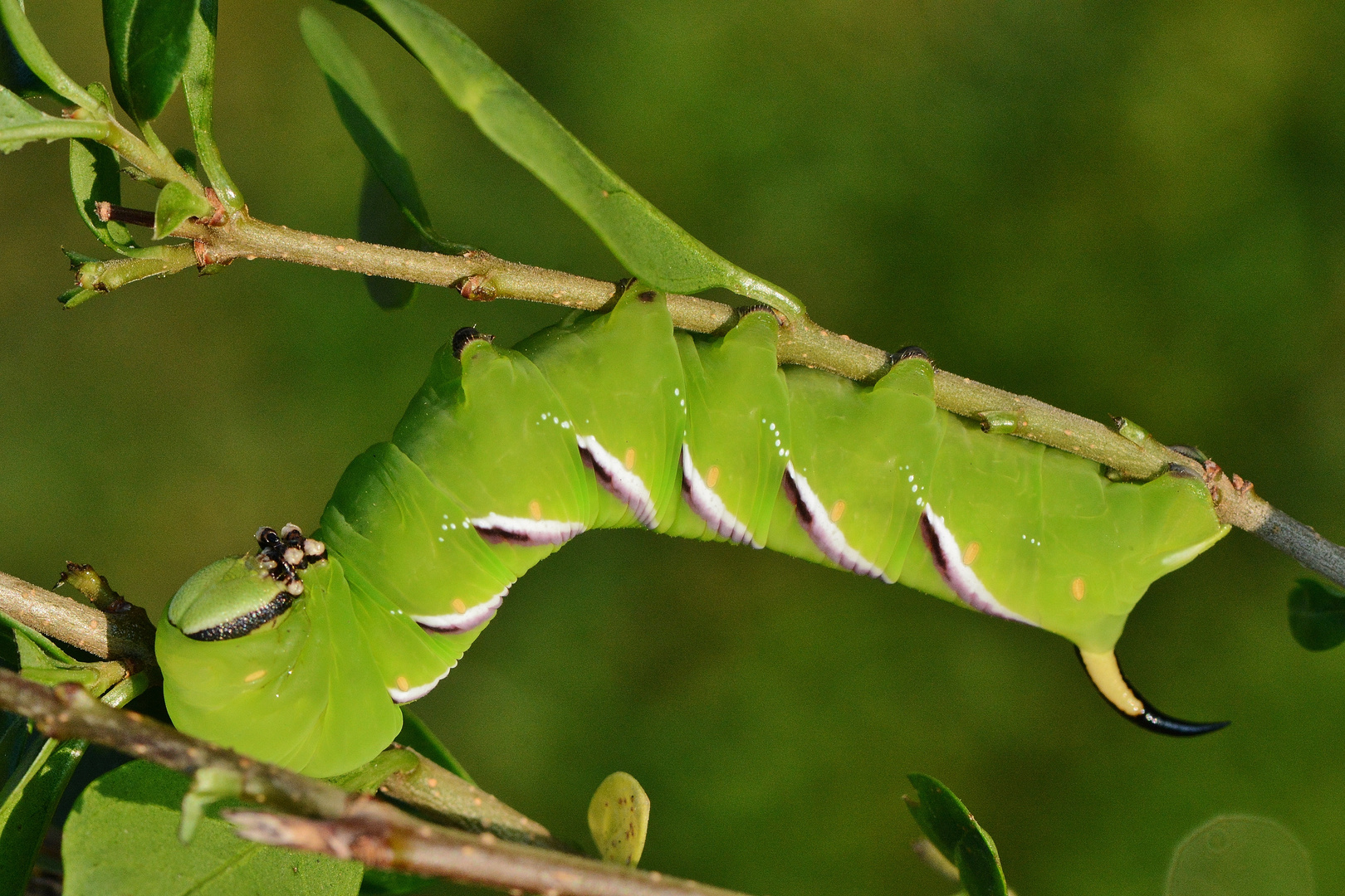 Raupe des Ligusterschwärer, Sphinx ligustri