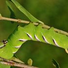 Raupe des Ligusterschwärer, Sphinx ligustri