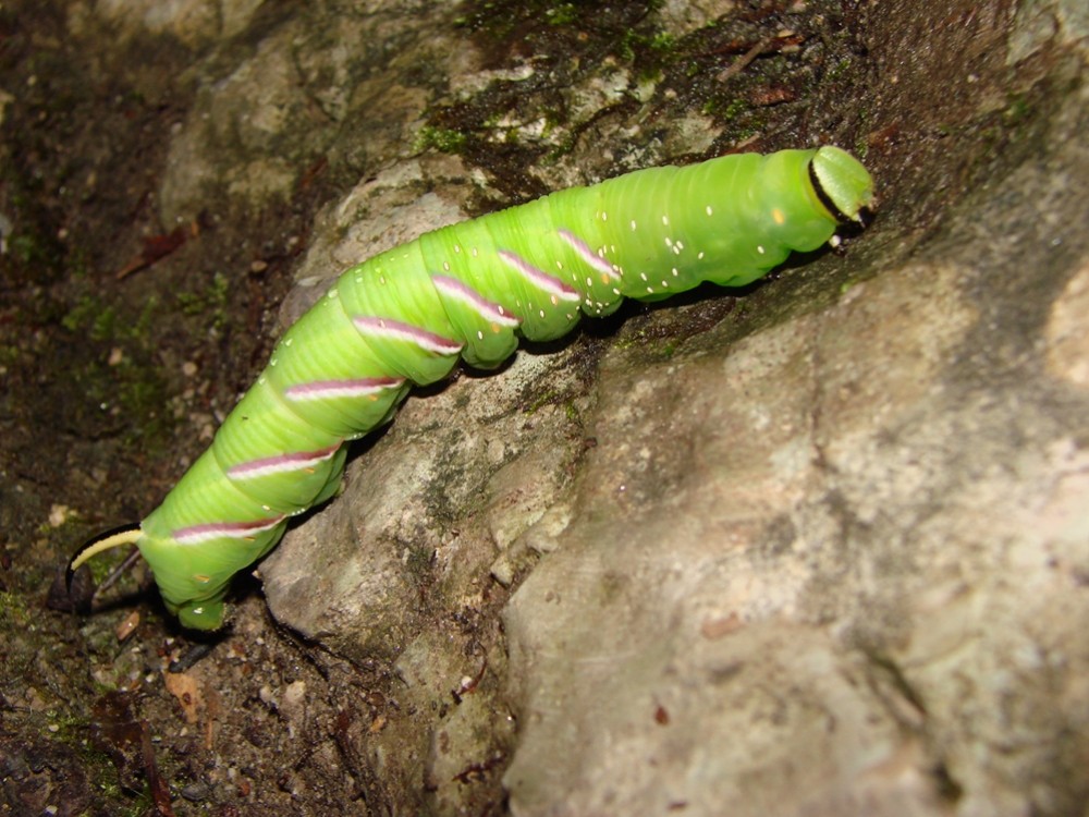 Raupe des Ligusterschwärmers