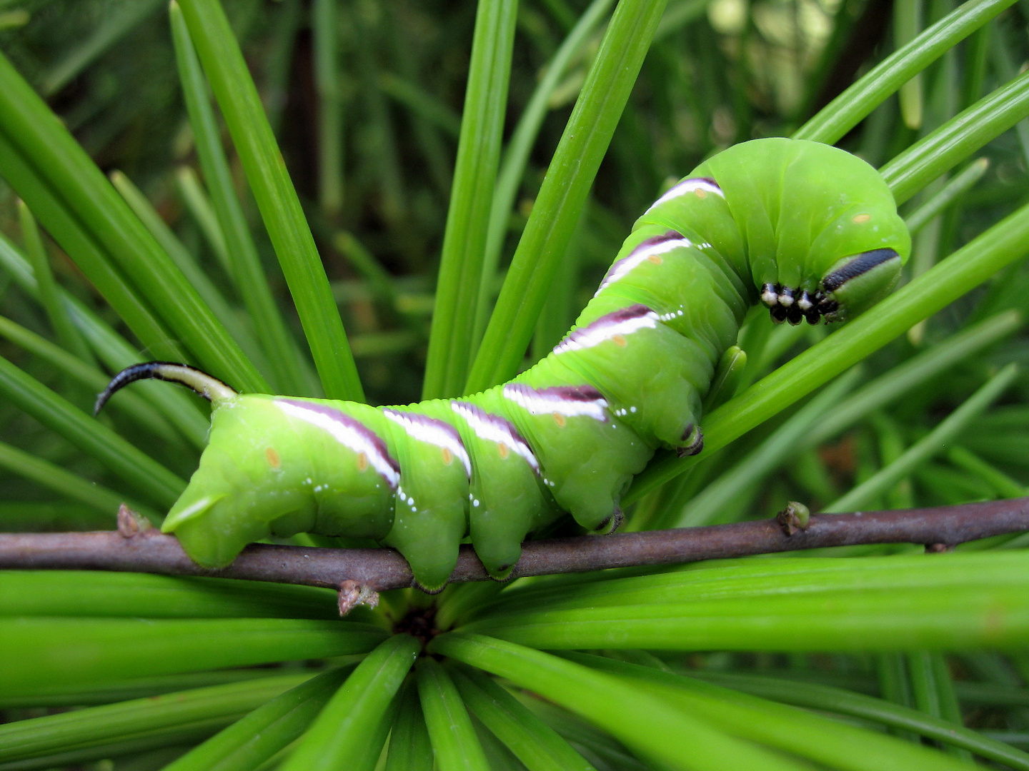 Raupe des Ligusterschwärmers