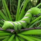 Raupe des Ligusterschwärmers