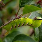 Raupe des Ligusterschwärmers