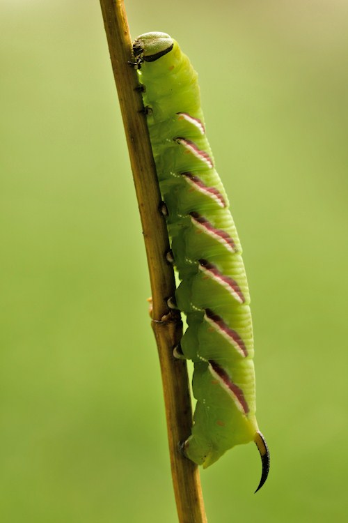 Raupe des Ligusterschwärmers