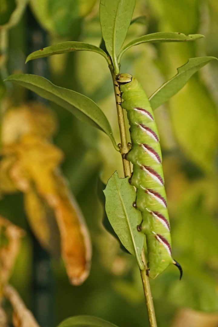 Raupe des Ligusterschwärmers (Sphinx ligustri)