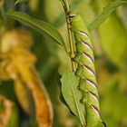 Raupe des Ligusterschwärmers (Sphinx ligustri)