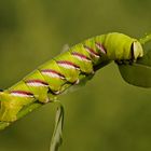 Raupe des Ligusterschwärmers (Sphinx ligustri)