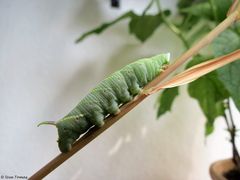 Schmetterling Europa