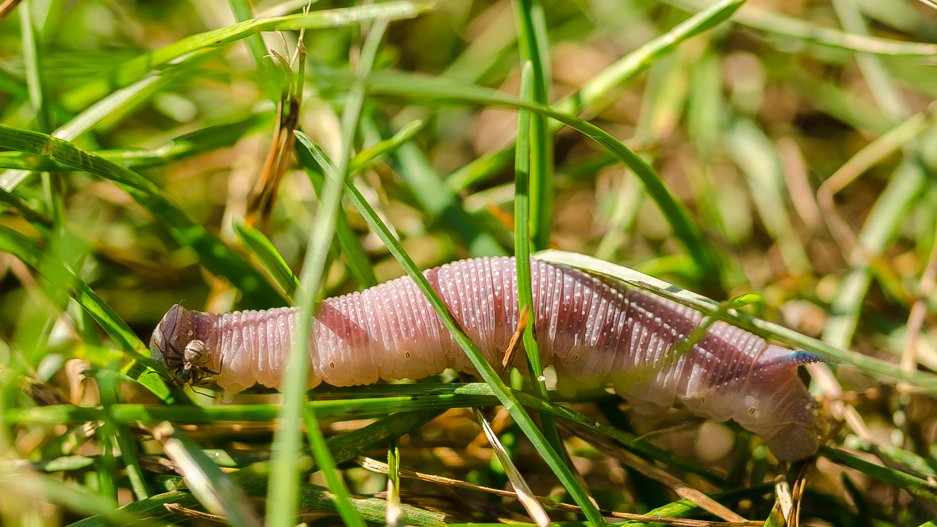 Raupe des Lindenschwärmers