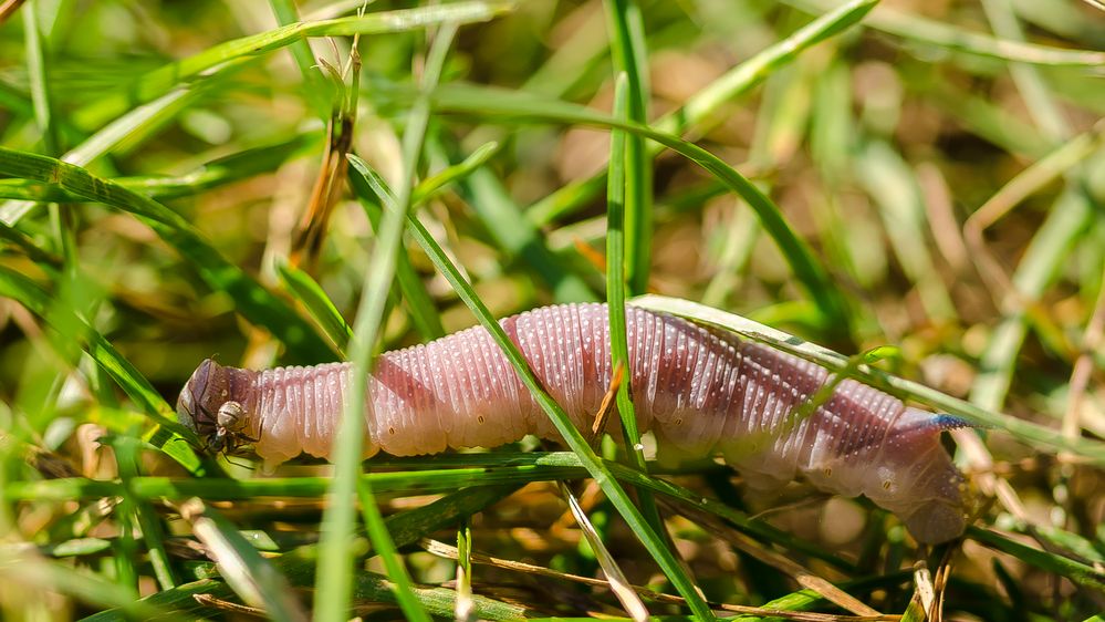 Raupe des Lindenschwärmers