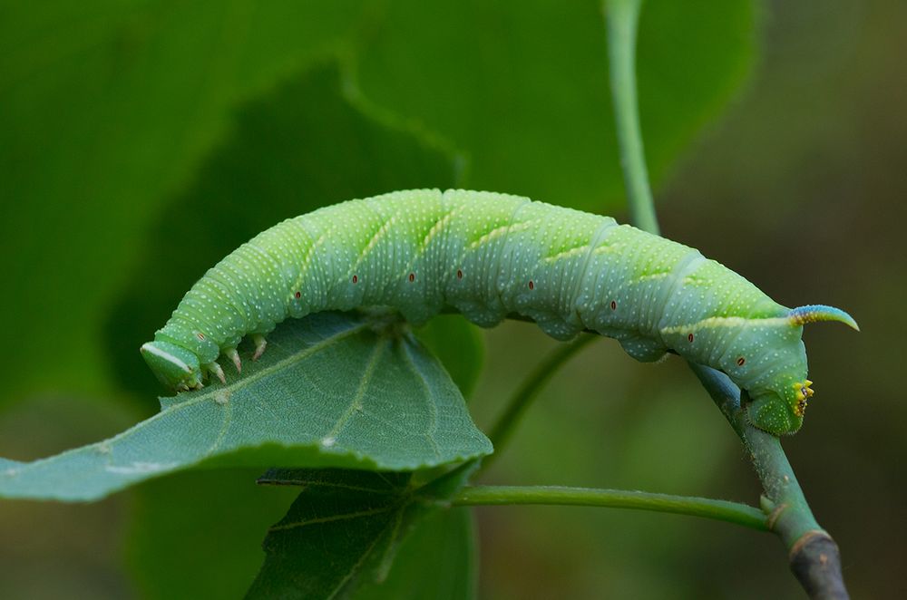 Raupe des Lindenschwärmers