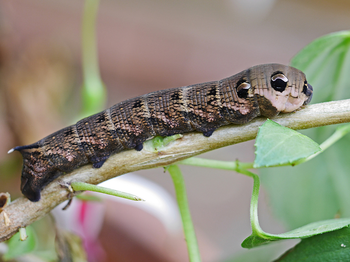 Raupe des Mittleren Weinschwärmers Foto & Bild tiere, wildlife, insekten Bilder auf