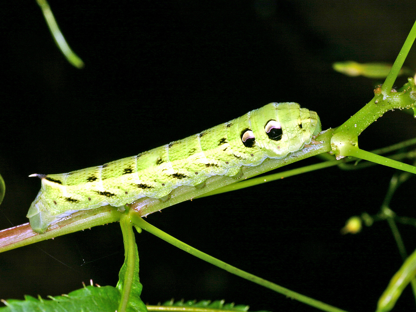 Raupe des Mittleren Weinschwärmers (Deilephila elpenor)....