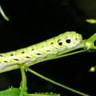 Raupe des Mittleren Weinschwärmers (Deilephila elpenor)....