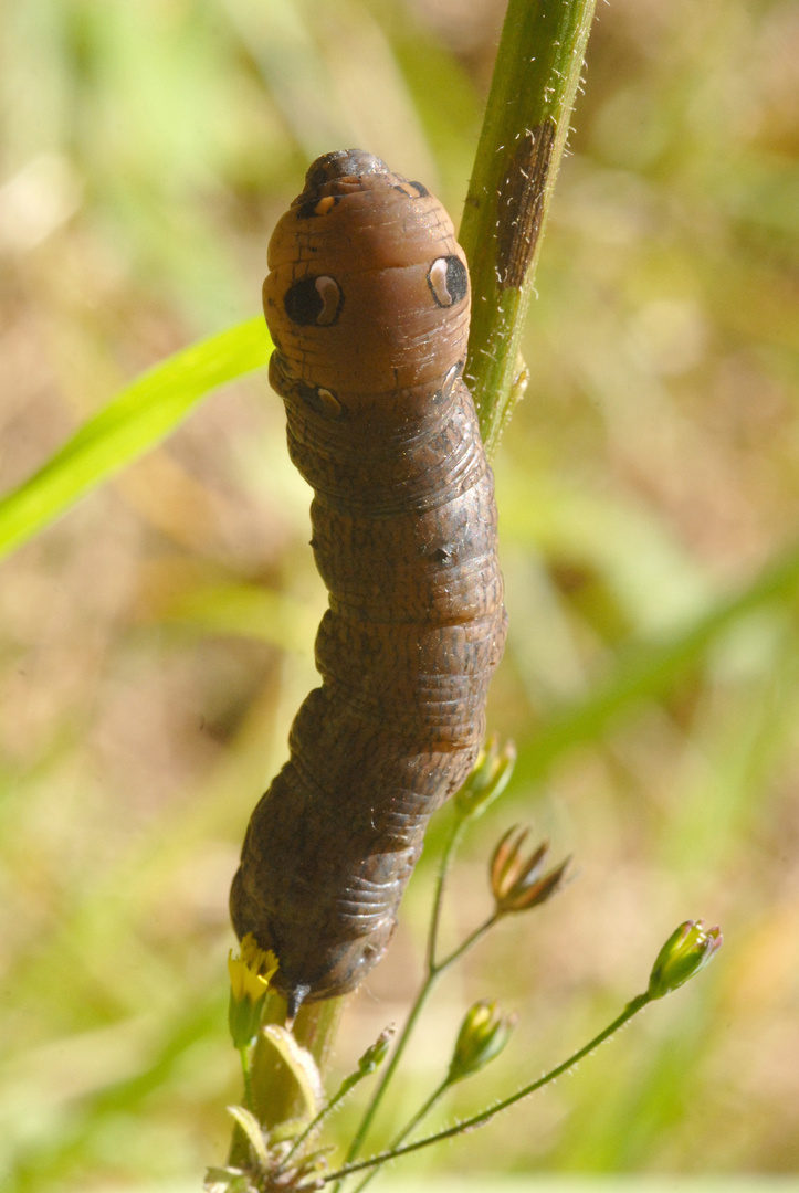 ,, Raupe des Mittleren Weinschwärmers ( Deilephila elpenor ) 2 ,,