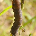 ,, Raupe des Mittleren Weinschwärmers ( Deilephila elpenor ) 2 ,,