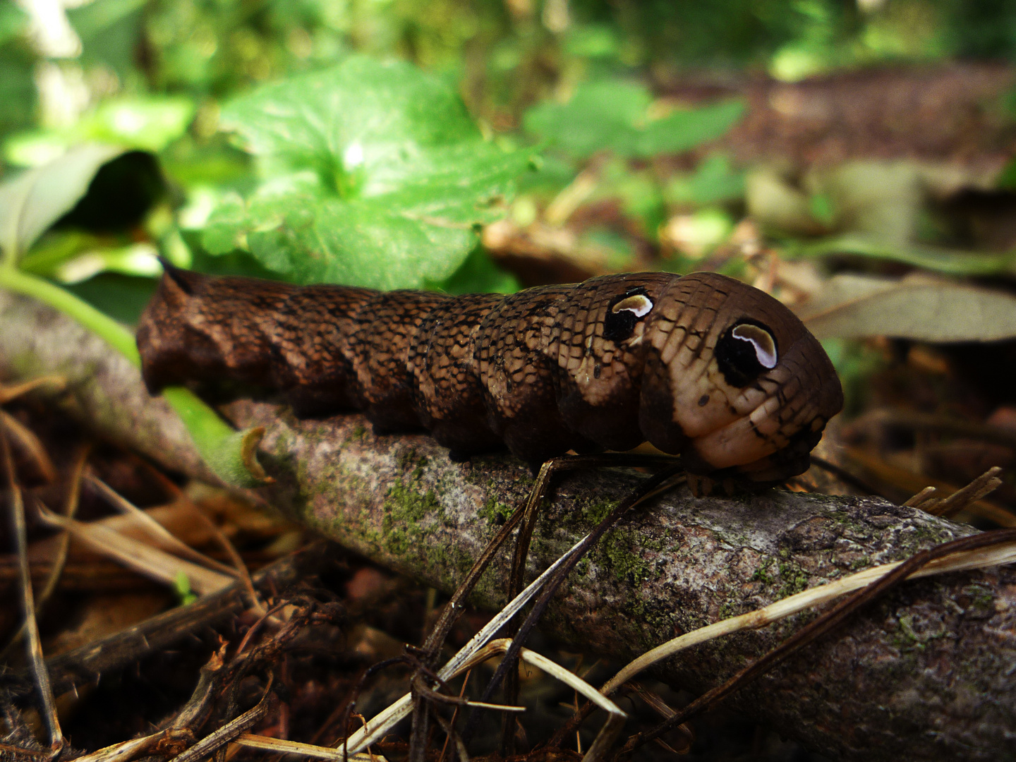 Raupe des Mittleren Weinschwärmers (Deilephila elpenor)