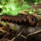 Raupe des Mittleren Weinschwärmers (Deilephila elpenor)