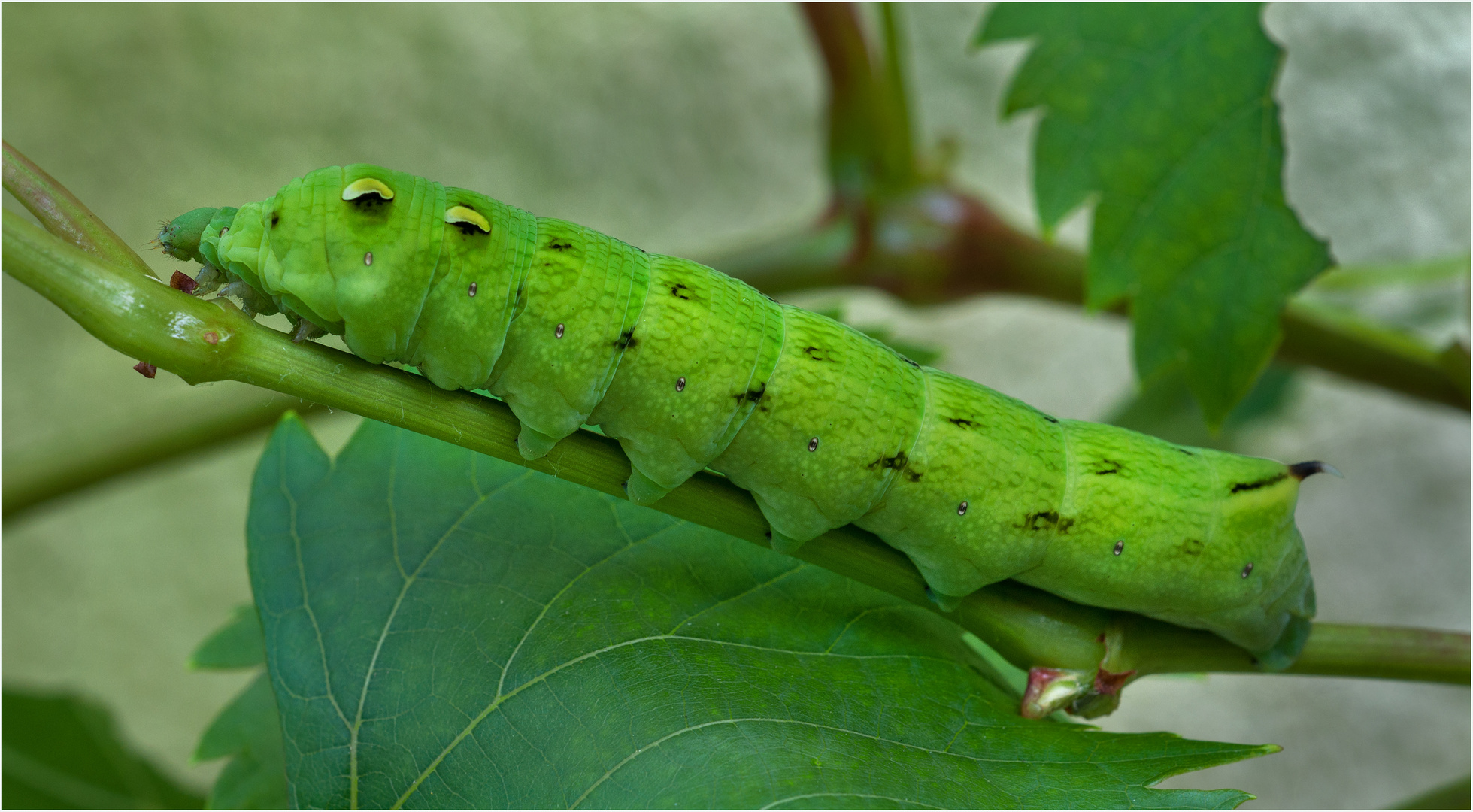 Raupe des Mittleren Weinschwärmers Foto & Bild | makro, natur