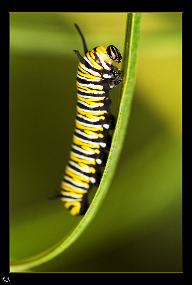 Raupe des Monarch-Falters auf La Gomera