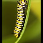 Raupe des Monarch-Falters auf La Gomera