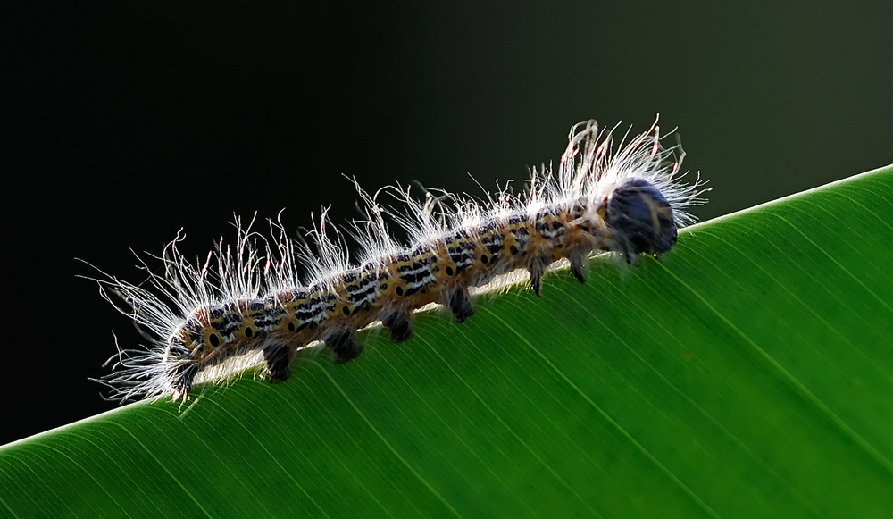 Raupe des Mondvogels