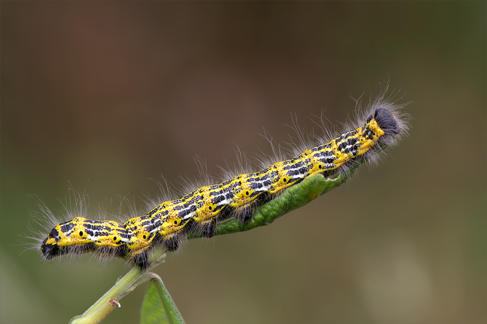 Raupe des Mondvogels