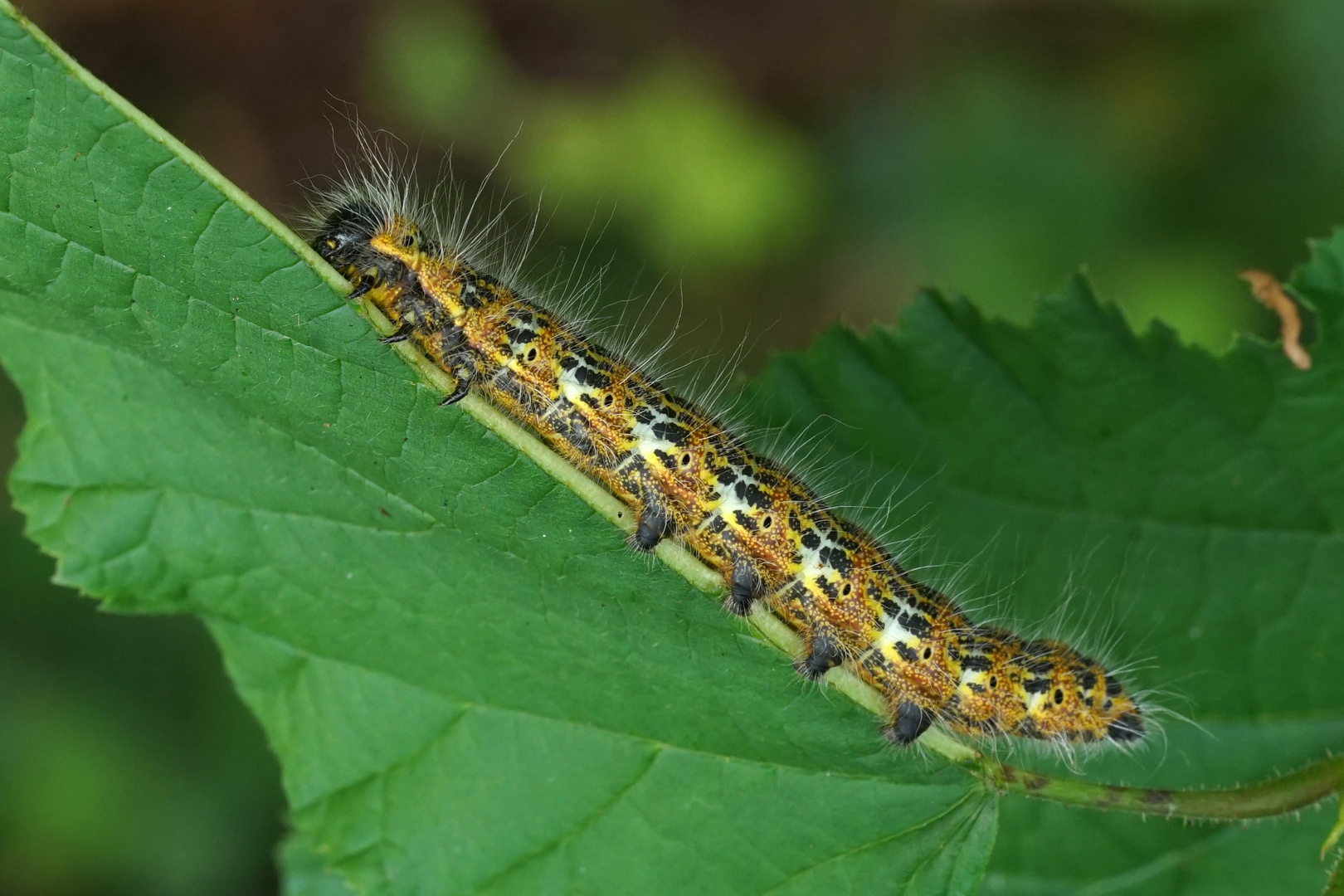 Raupe des Mondvogels