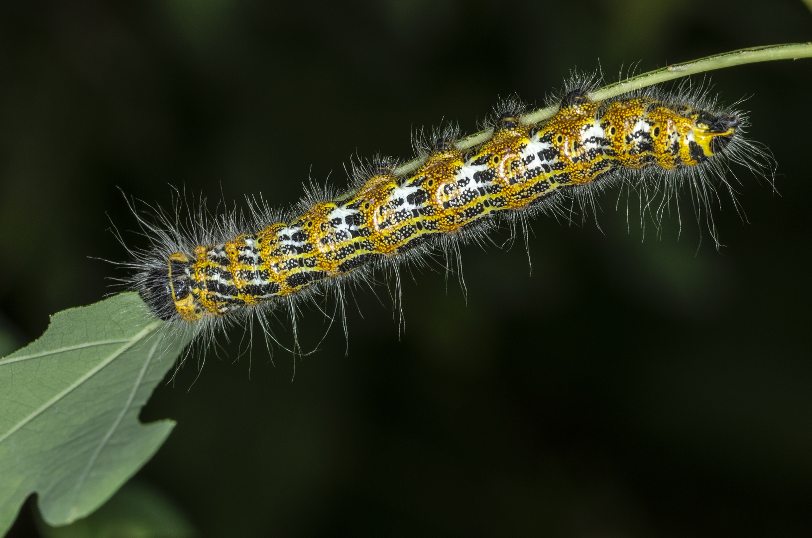 Raupe des Mondvogels (Phalera bucephala)