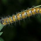 Raupe des Mondvogels (Phalera bucephala)