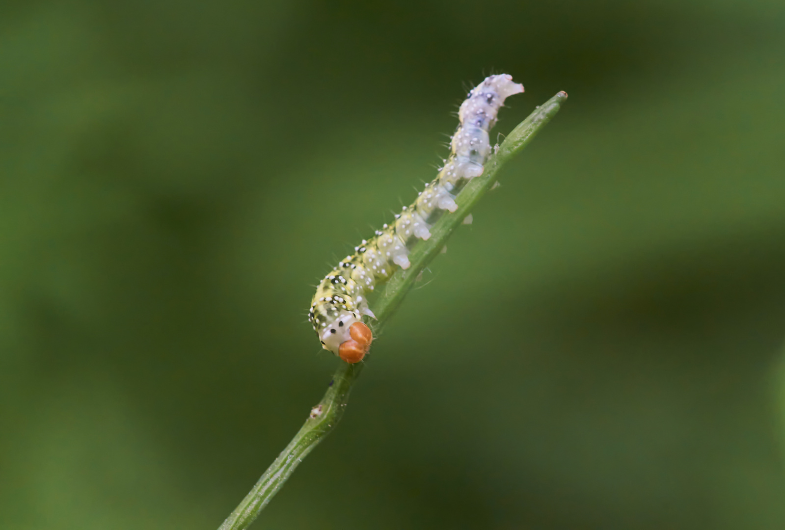 Raupe des moosgrünen Eulenspinners