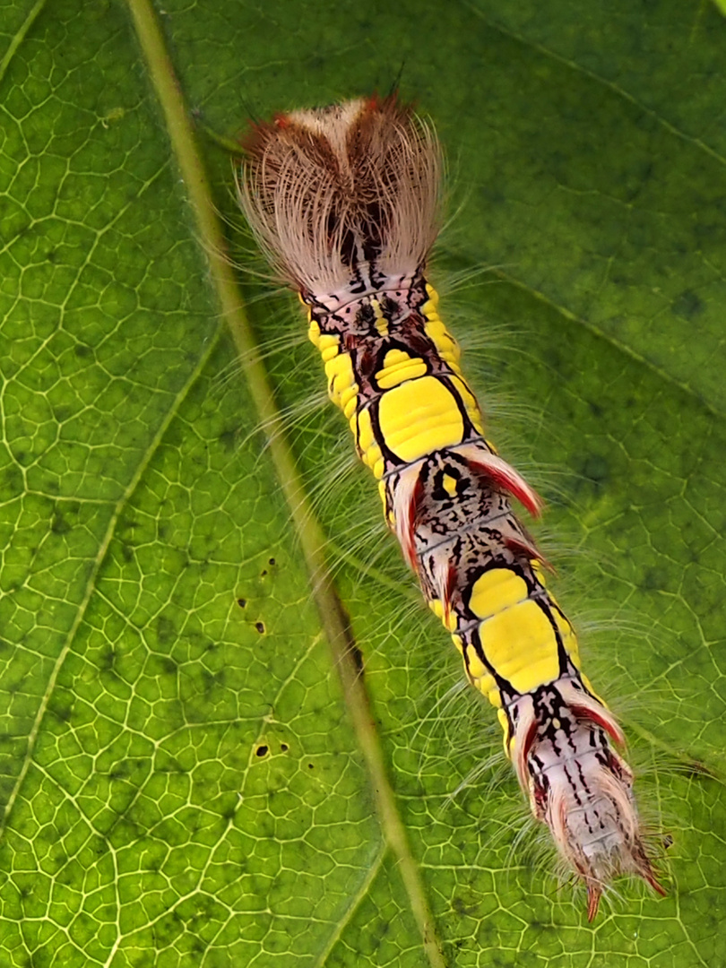 Raupe des Morphofalters