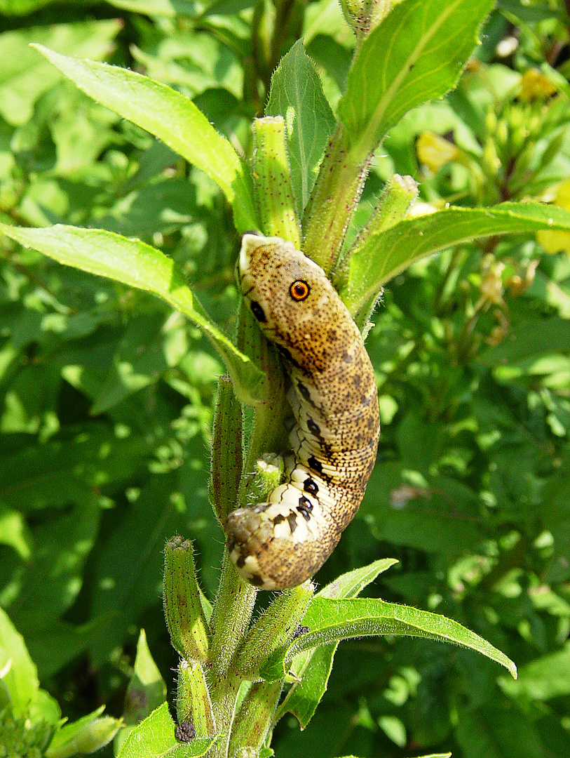 Raupe des Nachtkerzenschwärmers (Proserpinus proserpina)