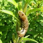 Raupe des Nachtkerzenschwärmers (Proserpinus proserpina)